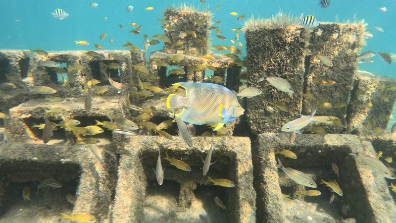 The Snorkel Trail Layout and How It Works