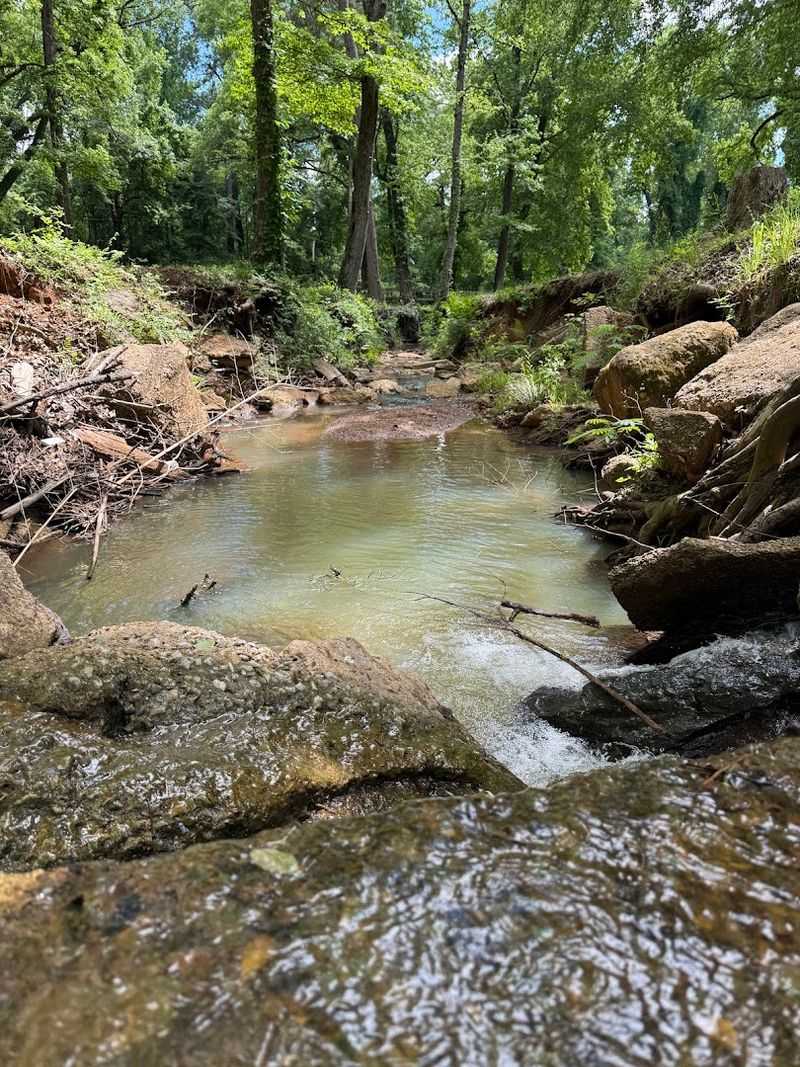 The Sounds of Nature: Birds, Leaves, and Creek Water