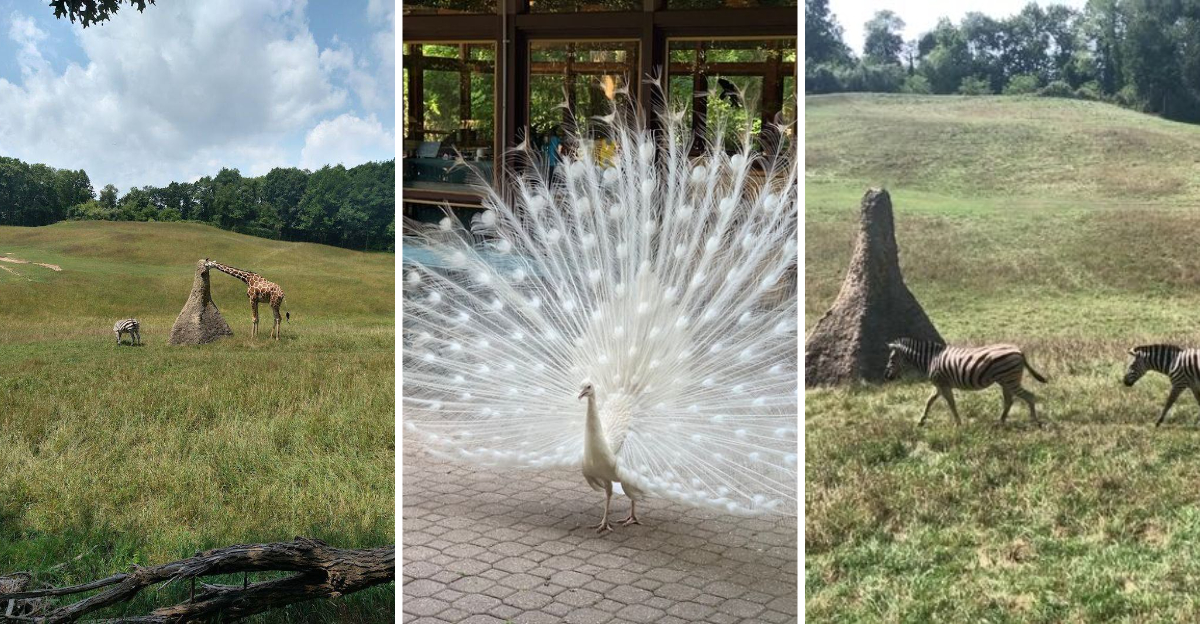 The Sprawling 433 Acre Zoo Hiding in Michigan Is A Bucket List Adventure you may Never Forget