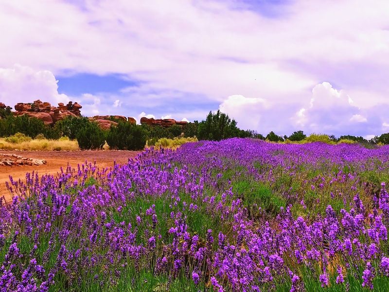 The Stunning Lavender Fields That Stop You in Your Tracks The Stunning Lavender Fields That Stop You in Your Tracks