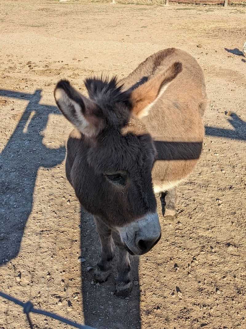 The Sweetest Mini Donkey on the Ranch The Sweetest Mini Donkey on the Ranch