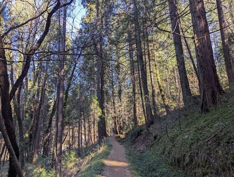 The Towering Trees and Shaded Forest Canopy