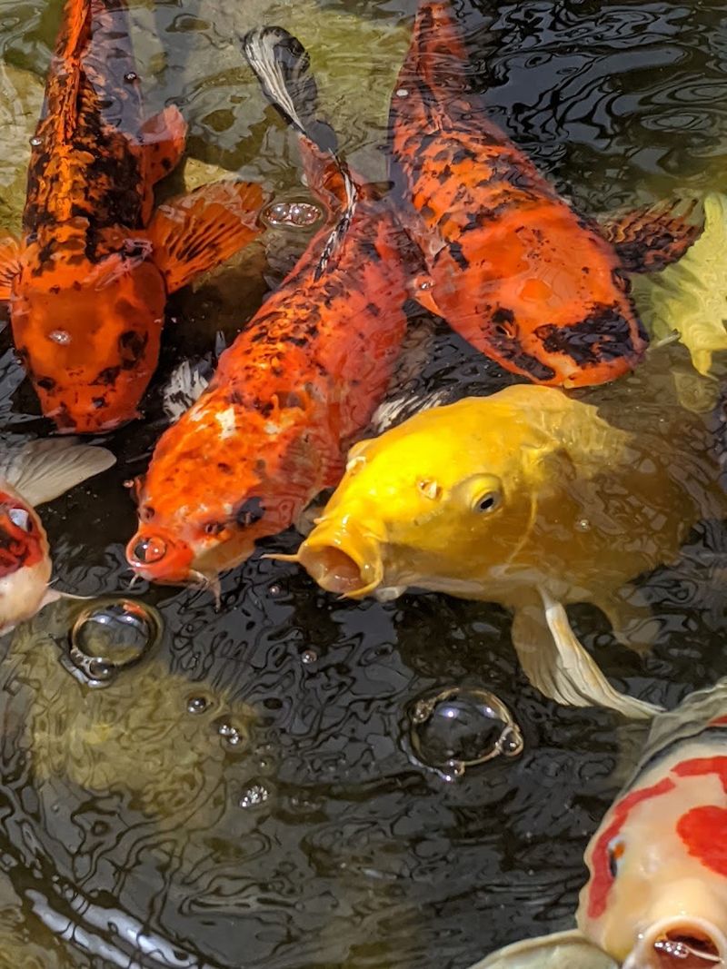 The Tropical Waters Aquarium Exhibit