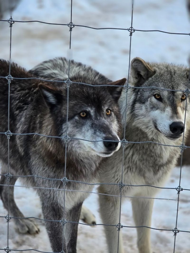 The Unforgettable Group Wolf Howl