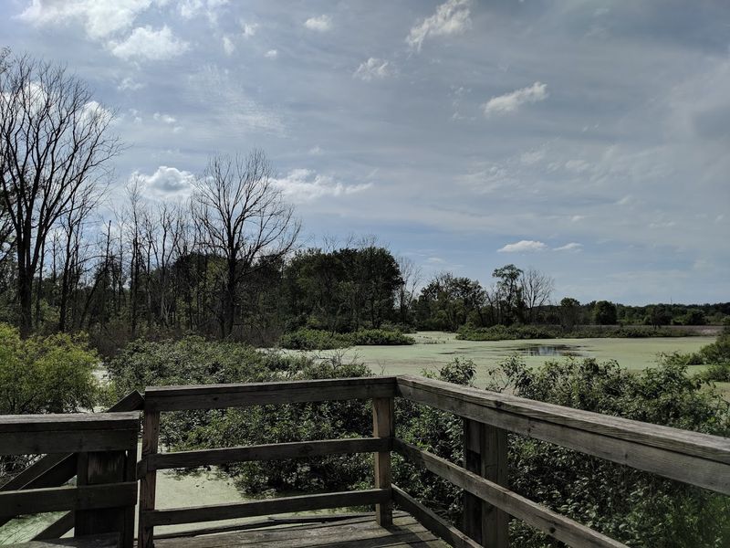 The Wetlands And Marshes That Teem With Life