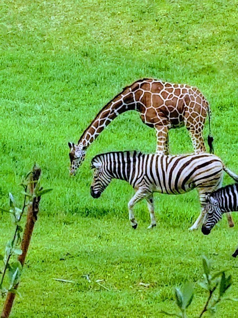 The Wild Africa Exhibit Where Animals Roam in Open Spaces