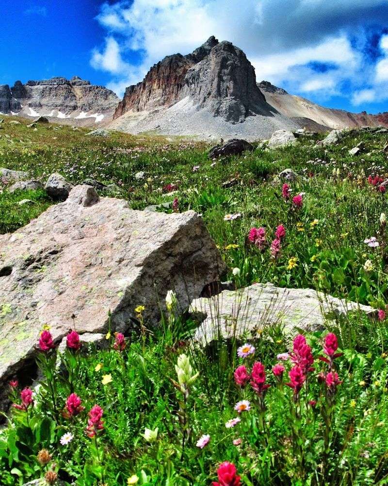 The Wildflowers That Line the Trail The Wildflowers That Line the Trail