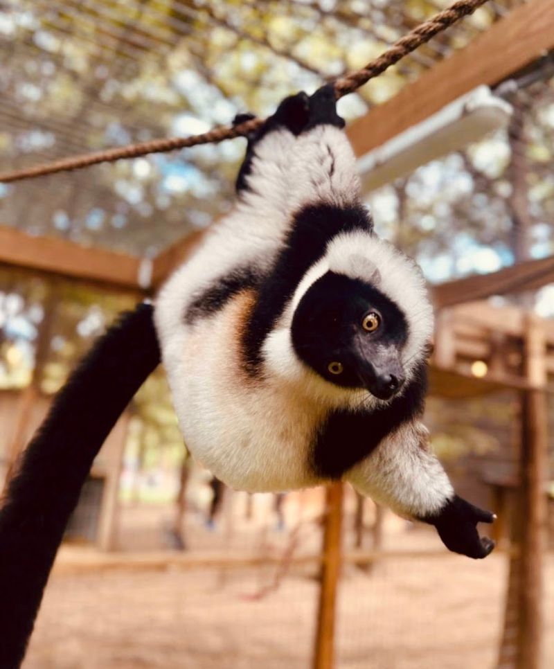 The Wildlife Tour Walk on the Wild Side