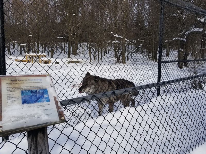 The Wolf Graveyard That Tells a Story of Love The Wolf Graveyard That Tells a Story of Love