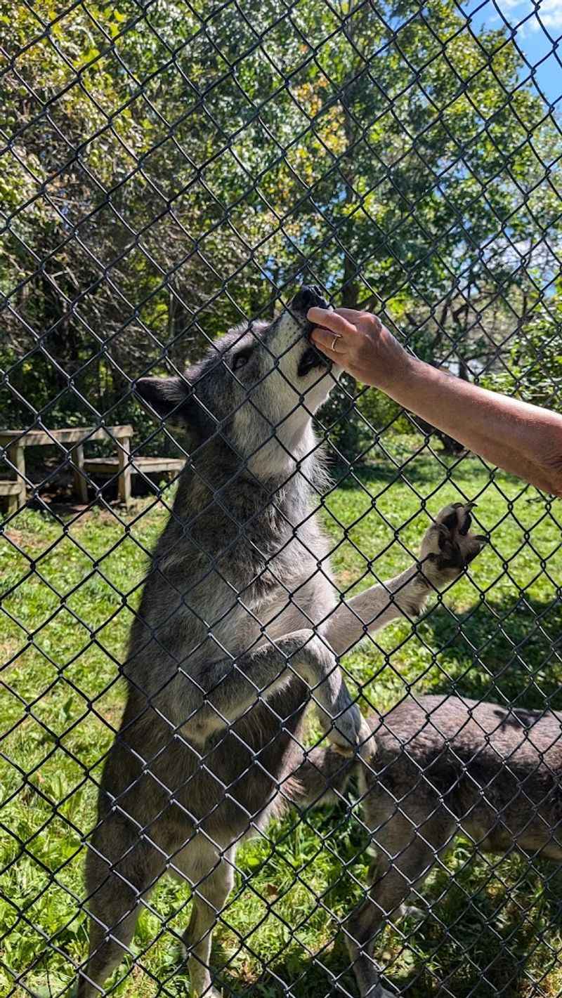 The Wolves You Will Actually See Up Close The Wolves You Will Actually See Up Close