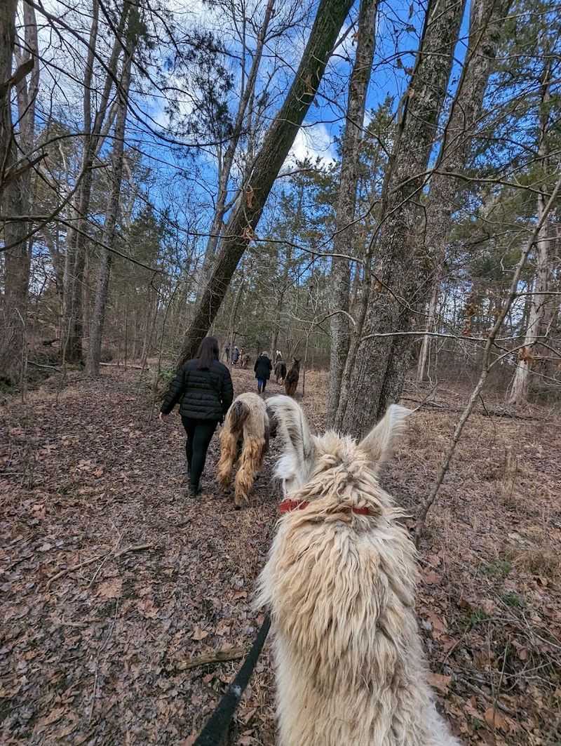 The Woodland Walk Experience