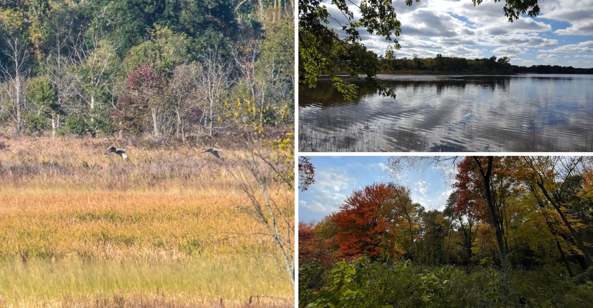 There’s A Birding Trail In Michigan Where You’ll Spot More Species Than You Ever Expected