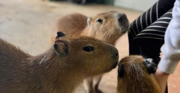 This Arizona Animal Experience Lets You Meet Capybaras And Exotic Animals Up Close