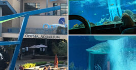 This Arizona Aquarium Becomes An Adults-Only Underwater Experience After Hours