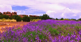 This Arizona Lavender Farm Is A Fragrant Escape You’ll Never Forget