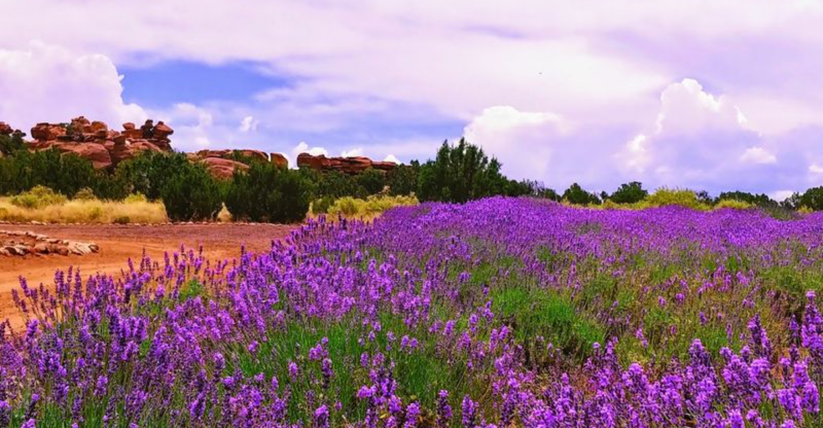 This Arizona Lavender Farm Is A Fragrant Escape Youll Never Forget