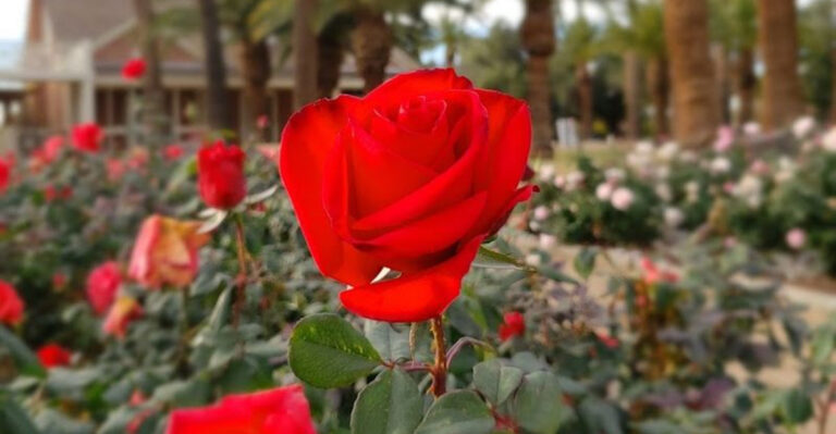 This Arizona Park Is Home To Roaming Peacocks, Historic Farmhouses, And Beautiful Rose Gardens