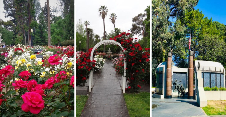 This Beautiful California Rose Garden Is Home To More Than 800 Stunning Varieties