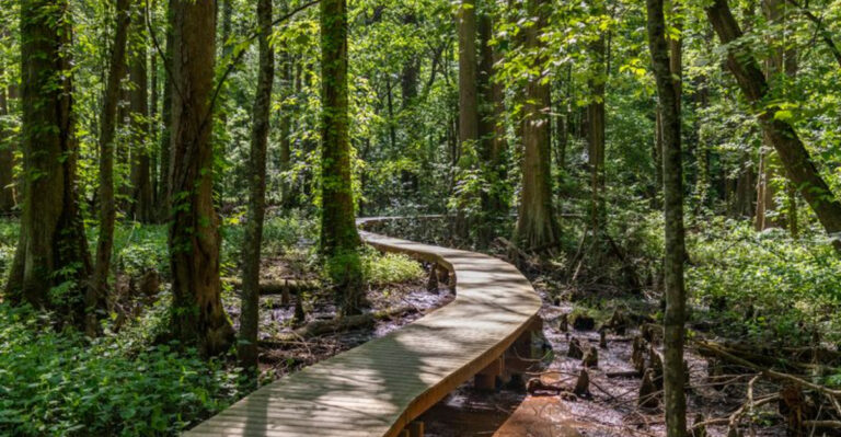 This Beautiful Maryland Swamp Boardwalk Is Completely Free To Explore