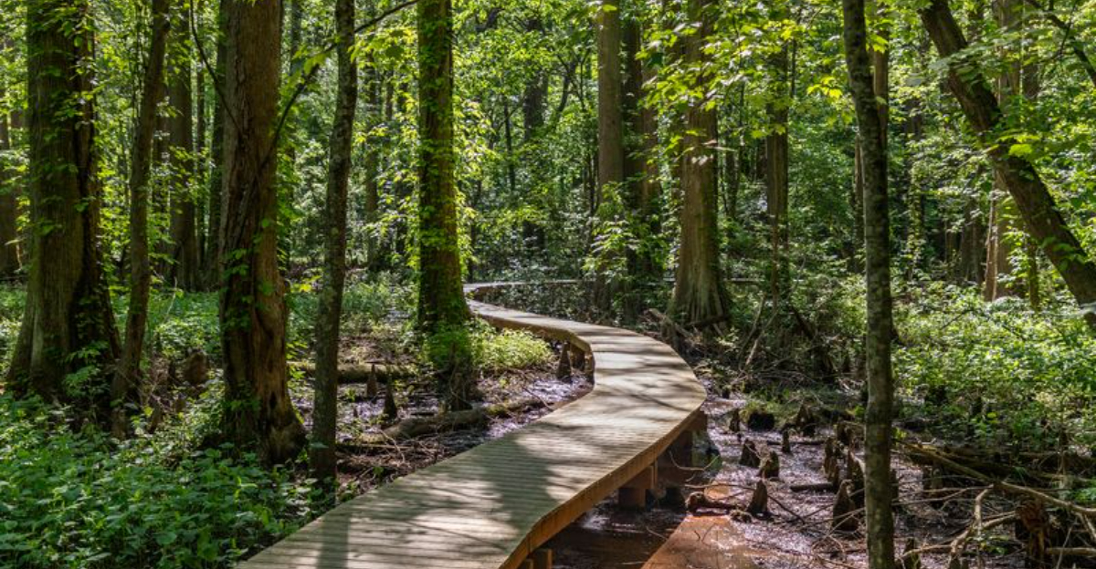 This Beautiful Maryland Swamp Boardwalk Is Completely Free To