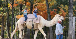 This Charming Missouri Zoo Lets You Ride Camels And Ponies