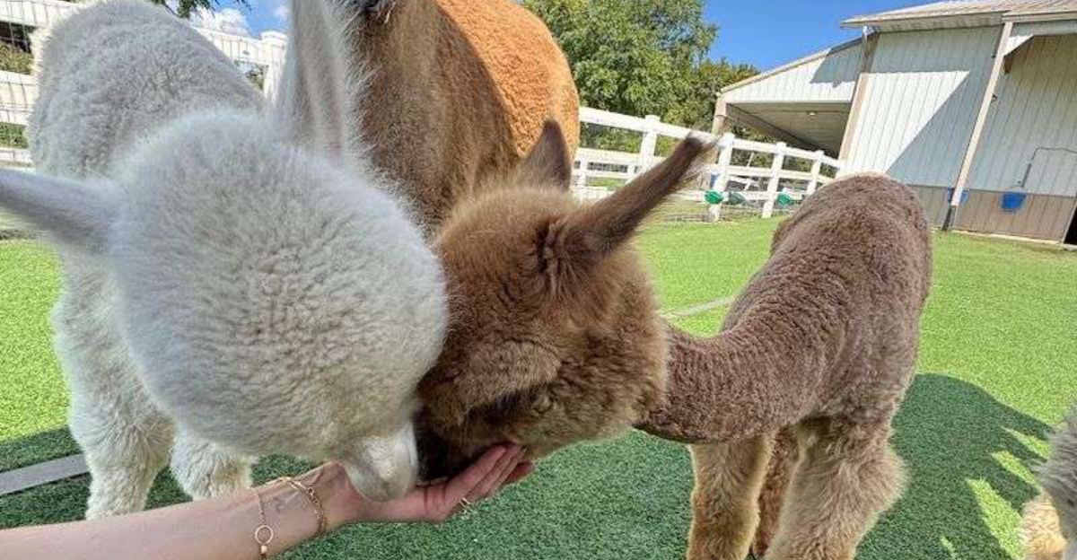 This Charming Wisconsin Alpaca Farm Is One Of The States Most Delightful Family Stops