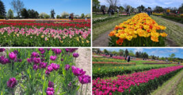 This Dreamy Michigan Garden Looks Like A Real-Life Monet Painting
