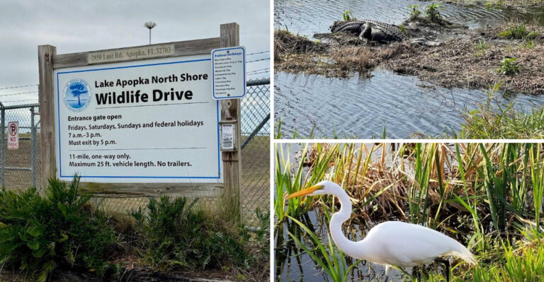 This Exciting 11-Mile Wildlife Drive In Florida Is An Adventure You Won’t Want To End
