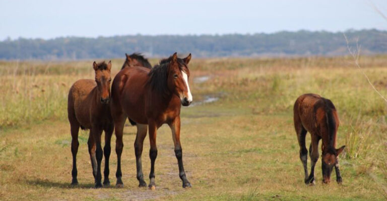 This Florida State Park Gives You A Rare Chance To See Wild Horses