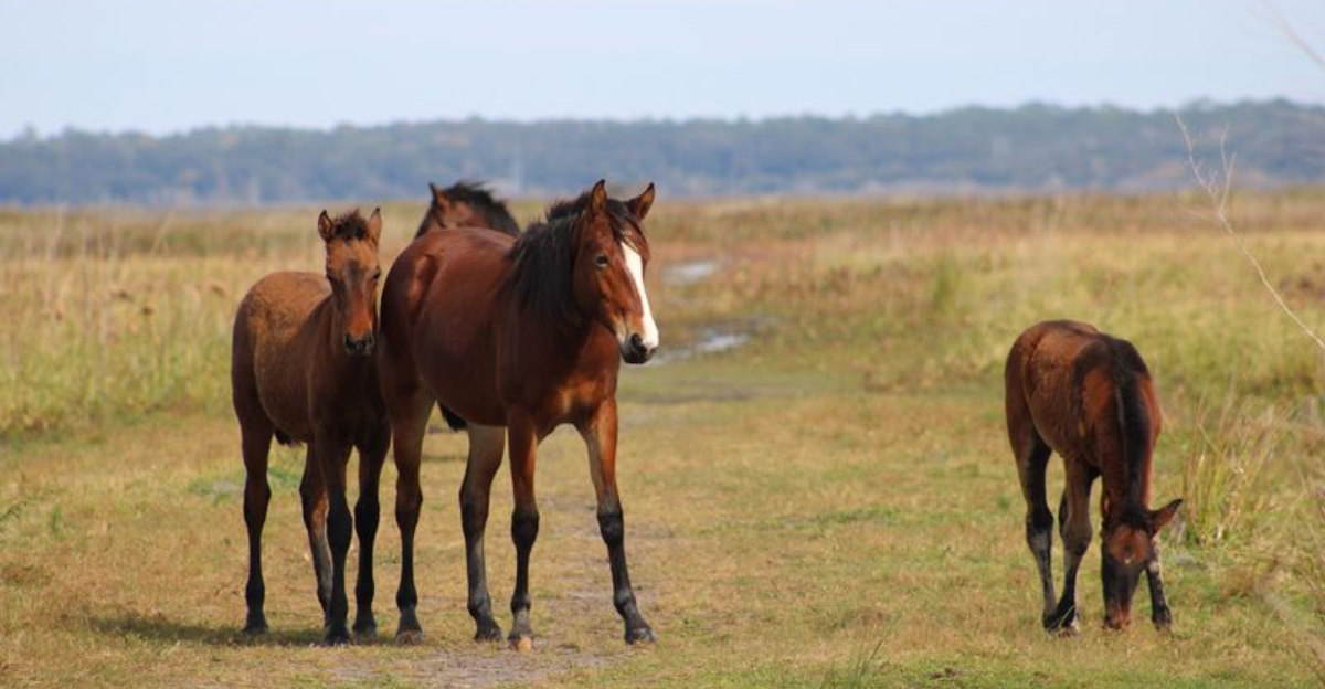 This Florida State Park Gives You A Rare Chance To See Wild Horses