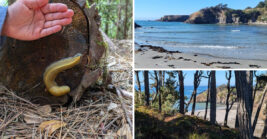 This Gorgeous California State Park Remains One Of The State’s Best Hidden Gems
