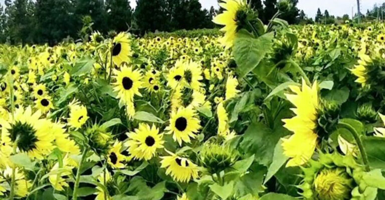 This Hidden California Sunflower Field Bursts Into Color For A Short Time Each Year