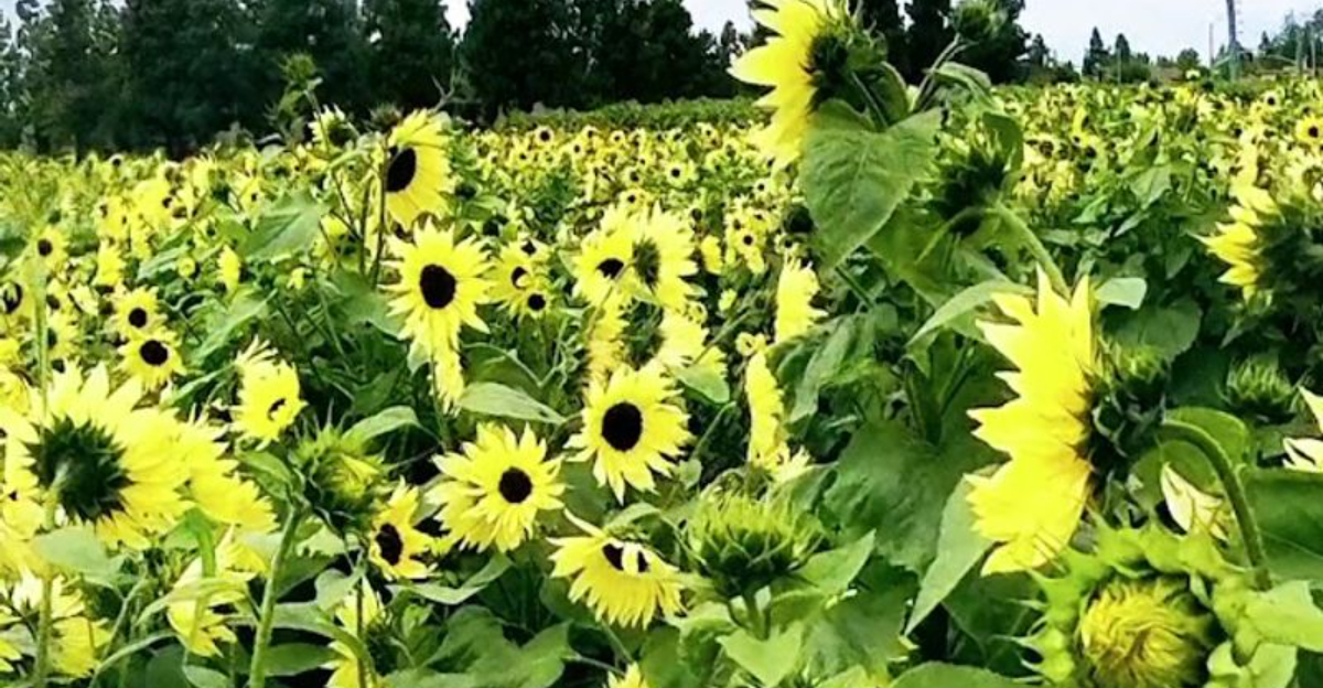 This Hidden California Sunflower Field Bursts Into Color For A Short Time Each Year
