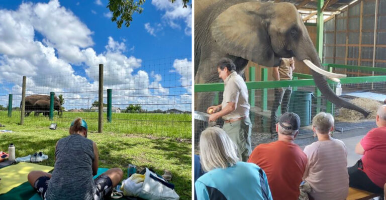 This Hidden Florida Elephant Ranch Is One Of The State’s Most Surprising Attractions