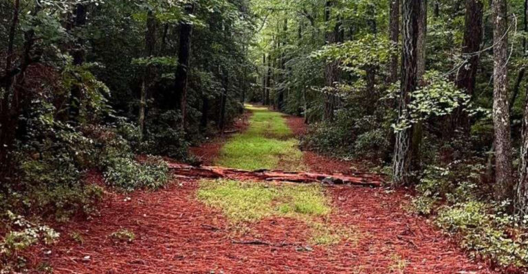 This Hidden Maryland Trail Takes You Through One Of The State’s Oldest Forests
