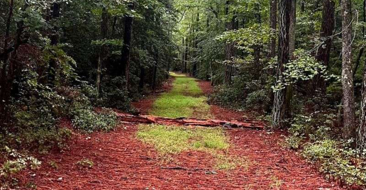 This Hidden Maryland Trail Takes You Through One Of The States Oldest Forests
