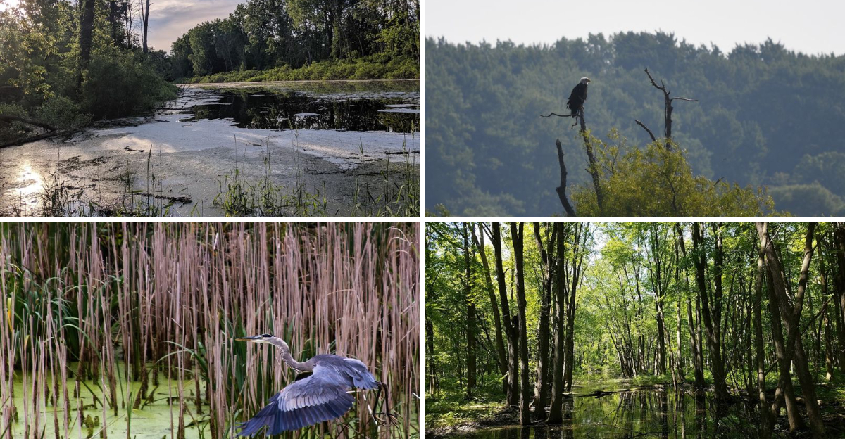 This Hidden Michigan Wildlife Area Is One Of The States Best Nature Escapes