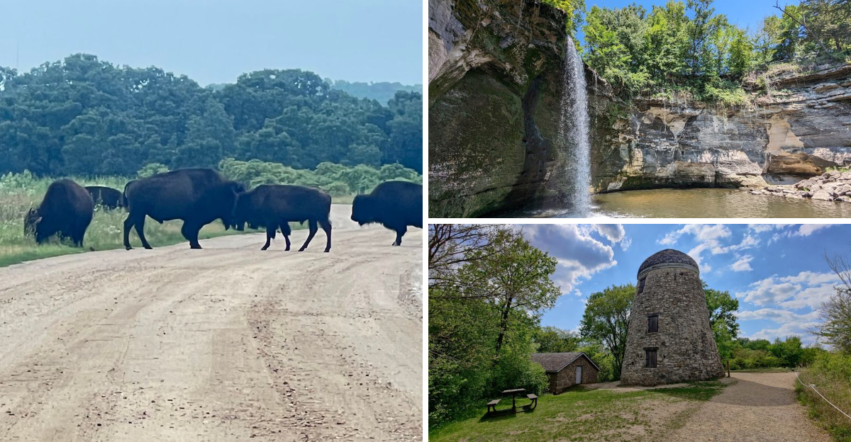 This Hidden Minnesota State Park Is One Of The Few Places Where Bison Still Roam Wild
