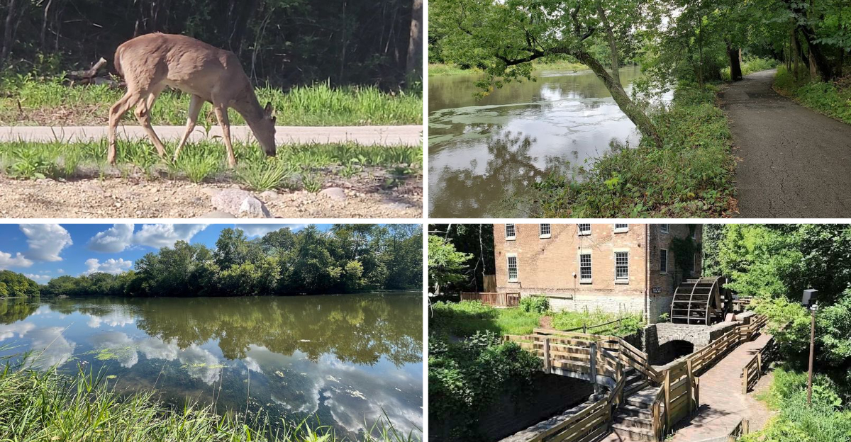 This Illinois Forest Preserve Is One Of The Best Places To Spot Wild Deer In Their Natural Habitat