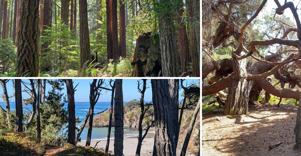 This Peaceful California State Park Is Still Flying Under The Radar