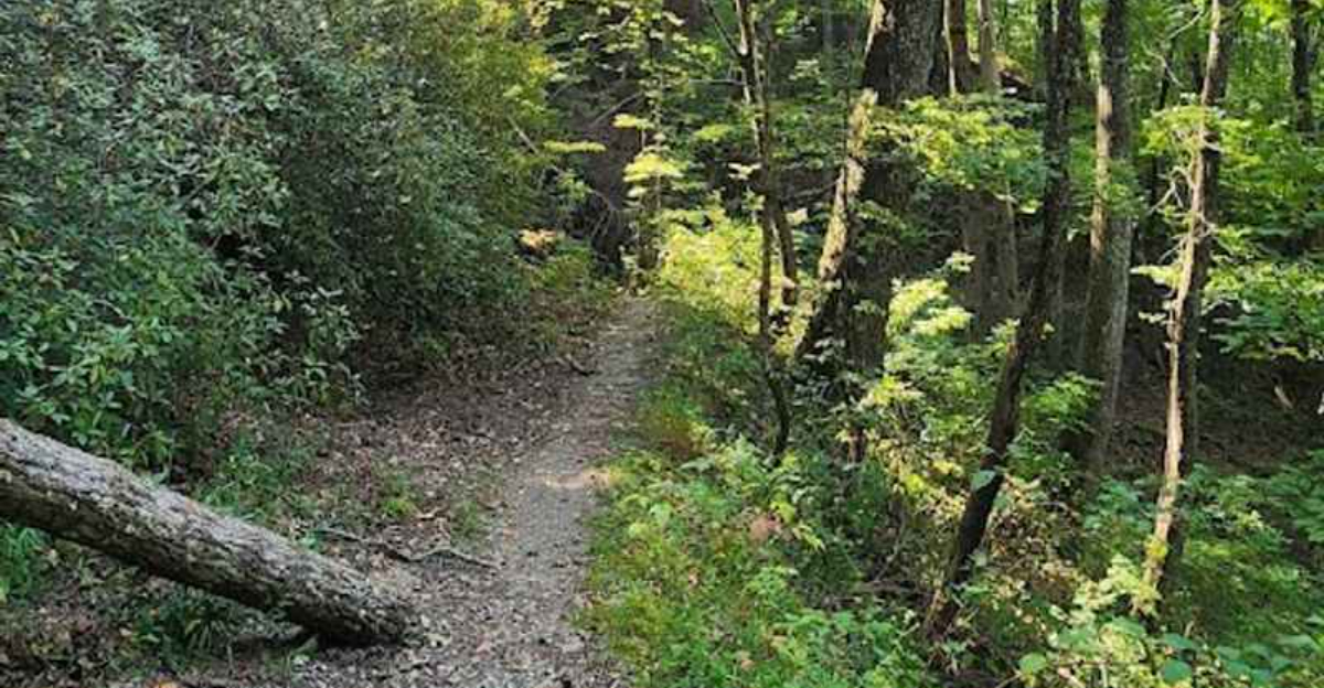 This Quiet Georgia Trail Ends At A Waterfall Most Visitors Never
