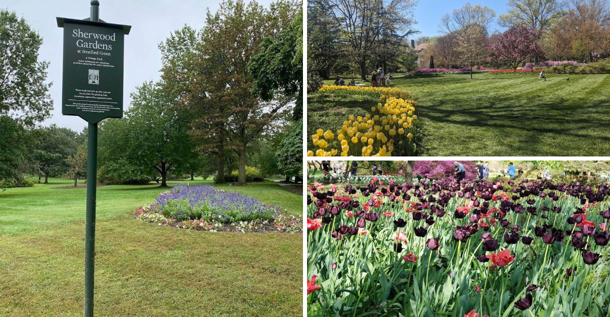 This Spectacular Maryland Tulip Garden Belongs On Every Spring Bucket List