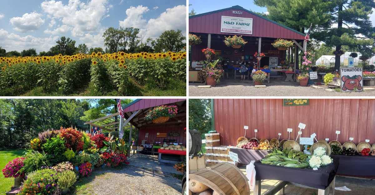 This Stunning Illinois Flower Field Is So Beautiful, It Feels Like A Dream