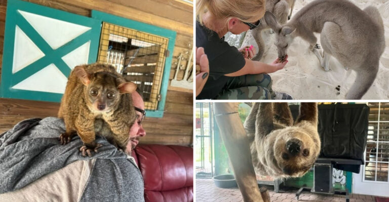 This Unique Florida Zoo Offers Rare Encounters With Sloths And Kangaroos
