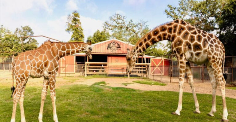 This Unusual Texas Restaurant Lets You Enjoy A Five-Course Meal While Meeting Exotic Animals