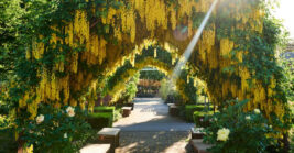 This Washington Garden Hides A Tunnel Of Trees That Feels Almost Unreal