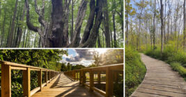 This Wild Pennsylvania Nature Preserve Somehow Remains Off The Radar