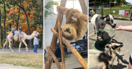 This delightful Missouri Zoo Lets You Ride Camels and Ponies