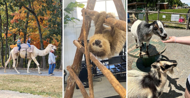 This delightful Missouri Zoo Lets You Ride Camels and Ponies