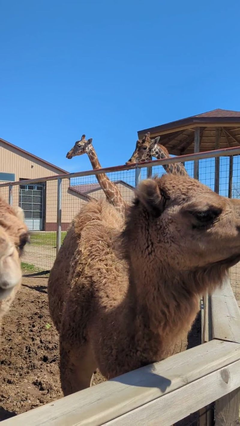Thoughtfully Designed Animal Enclosures
